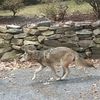 'I'm Telling You, It Was Like A Cheetah': Coyote Killed After Attacking Girl In Westchester Playground